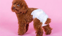 狗的交配视频,揭秘犬类交配行为